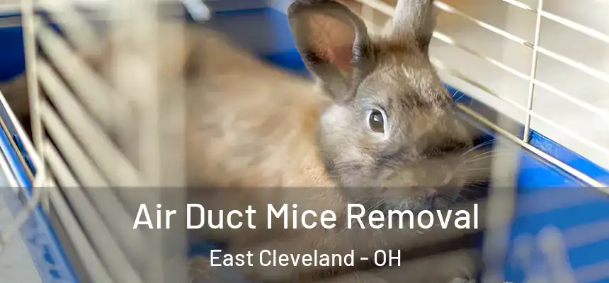 Air Duct Mice Removal East Cleveland - OH